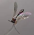 Hybrizon flavocinctus