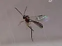 Hybrizon flavocinctus - photo 2