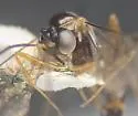 Hybrizon flavocinctus - photo 3