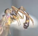 Hybrizon flavocinctus - photo 4
