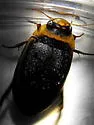 Hydaticus aruspex