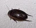 Hydaticus aruspex - photo 2