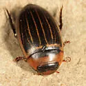 Hydaticus aruspex - photo 3