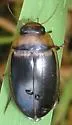 Hydaticus aruspex - photo 4