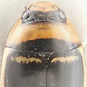 Hydaticus aruspex - photo 5