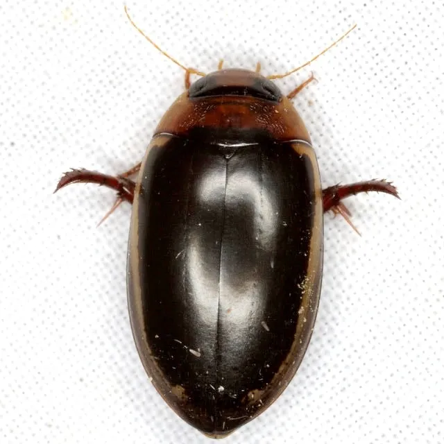 Hydaticus bimarginatus - photo 3