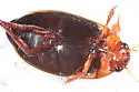 Hydaticus cinctipennis