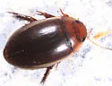 Hydaticus cinctipennis - photo 2