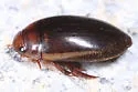 Hydaticus cinctipennis - photo 3