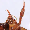 Hydaticus piceus - photo 2