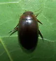 Hydaticus piceus - photo 4