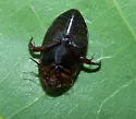 Hydaticus piceus - photo 5