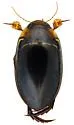 Hydaticus rimosus
