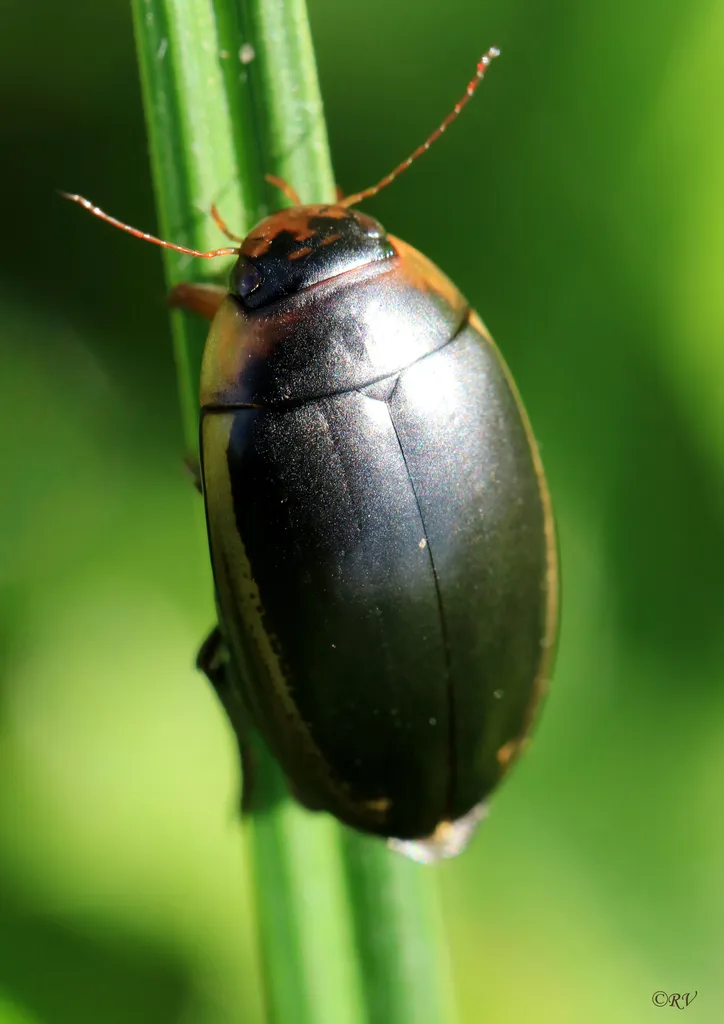 Hydaticus seminiger - photo 2