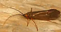 Hydatophylax hesperus