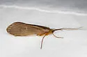 Hydatophylax hesperus - photo 2