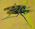 Hydatostega plumbea