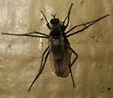 Hydatostega plumbea - photo 2