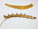 Hydatostega plumbea - photo 3