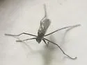 Hydatostega viridiflos