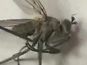 Hydatostega viridiflos - photo 2