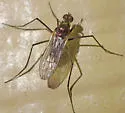Hydatostega viridiflos - photo 3