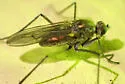Hydatostega viridiflos - photo 4