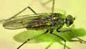 Hydatostega viridiflos - photo 5