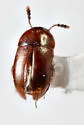 Hydnobius kiseri - Hydnobius kiseri