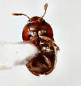 Hydnobius kiseri - photo 2