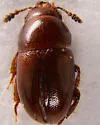 Hydnobius kiseri - photo 3