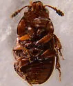 Hydnobius kiseri - photo 4