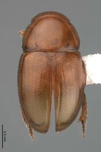 Hydnobius longidens