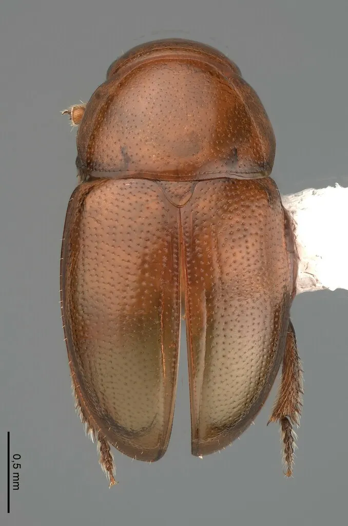 Hydnobius longidens - photo 2