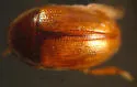 Hydnobius substriatus
