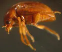 Hydnobius substriatus - photo 2