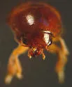 Hydnobius substriatus - photo 3