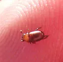 Hydnobius substriatus - photo 4