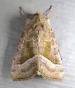 Hop vine borer moth - Hodges#9513