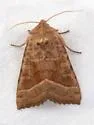 Hop vine borer moth - Hodges#9513 - photo 2