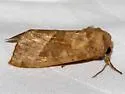 Hop vine borer moth - Hodges#9513 - photo 3