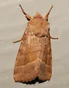 Hop vine borer moth - Hodges#9513 - photo 4