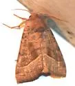 Hop vine borer moth - Hodges#9513 - photo 5