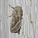 Hydraecia medialis - Hodges#9511
