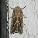 Hydraecia medialis - Hodges#9511 - photo 2