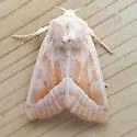 Hydraecia medialis - Hodges#9511 - photo 3
