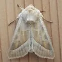 Hydraecia medialis - Hodges#9511 - photo 4