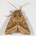 Hydraecia obliqua - Hodges#9512