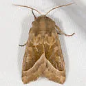 Hydraecia obliqua - Hodges#9512 - photo 2