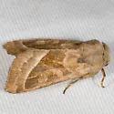 Hydraecia obliqua - Hodges#9512 - photo 3